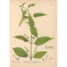 Geneeskrachtige Planten Pl014 - Charles Frederick Millspaugh — weergave van het kunstwerk