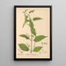 Geneeskrachtige Planten Pl014 - Charles Frederick Millspaugh — ingelijst kunstwerk aan de muur