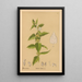 Reproductie van het schilderij Plantenmedicinale Pl015 - Charles Frederick Millspaugh
