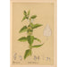 Reproductie van het schilderij Plantenmedicinale Pl015 - Charles Frederick Millspaugh