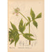 Geneeskrachtige planten Pl016 - Charles Frederick Millspaugh — weergave van het kunstwerk