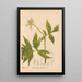 Geneeskrachtige planten Pl016 - Charles Frederick Millspaugh — ingelijst kunstwerk aan de muur