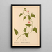 Reproductie van het schilderij Geneeskrachtige planten Pl017 - Charles Frederick Millspaugh