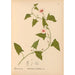 Reproductie van het schilderij Geneeskrachtige planten Pl017 - Charles Frederick Millspaugh