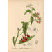 Geneeskrachtige planten Pl018 - Charles Frederick Millspaugh — weergave van het kunstwerk