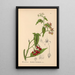 Geneeskrachtige planten Pl018 - Charles Frederick Millspaugh — ingelijst kunstwerk aan de muur