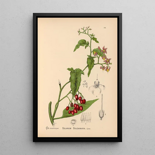 Charles Frederick Millspaugh - Medicinal Plants Pl018.webp