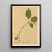 Reproductie van het schilderij Geneeskrachtige planten Pl019 - Charles Frederick Millspaugh
