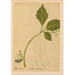 Reproductie van het schilderij Geneeskrachtige planten Pl019 - Charles Frederick Millspaugh