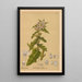 Reproductie van het schilderij Geneeskrachtige planten Pl020 - Charles Frederick Millspaugh