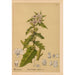 Reproductie van het schilderij Geneeskrachtige planten Pl020 - Charles Frederick Millspaugh