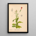 Reproductie van het schilderij Geneeskrachtige planten Pl022 - Charles Frederick Millspaugh