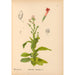 Reproductie van het schilderij Geneeskrachtige planten Pl022 - Charles Frederick Millspaugh
