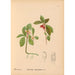 Geneeskrachtige planten Pl023 - Charles Frederick Millspaugh — weergave van het kunstwerk