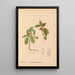 Geneeskrachtige planten Pl023 - Charles Frederick Millspaugh — ingelijst kunstwerk aan de muur