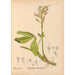 Geneeskrachtige planten Pl024 - Charles Frederick Millspaugh — weergave van het kunstwerk
