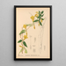 Reproductie van het schilderij Geneeskrachtige planten Pl025 - Charles Frederick Millspaugh