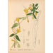 Reproductie van het schilderij Geneeskrachtige planten Pl025 - Charles Frederick Millspaugh