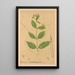 Reproductie van het schilderij Geneeskrachtige planten Pl027 - Charles Frederick Millspaugh
