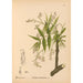 Geneeskrachtige planten Pl032 - Charles Frederick Millspaugh — weergave van het kunstwerk