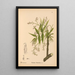 Geneeskrachtige planten Pl032 - Charles Frederick Millspaugh — ingelijst kunstwerk aan de muur
