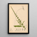 Reproductie van het schilderij Geneeskrachtige planten Pl040 - Charles Frederick Millspaugh