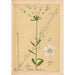 Geneeskrachtige planten Pl044 - Charles Frederick Millspaugh — weergave van het kunstwerk