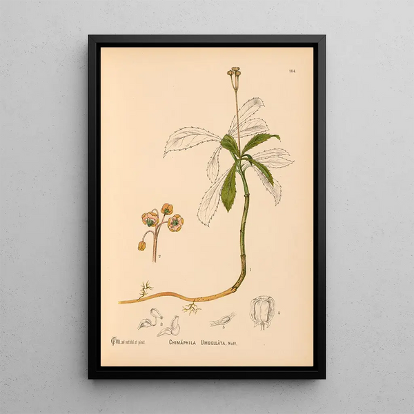 Charles Frederick Millspaugh - Medicinal Plants Pl045.webp