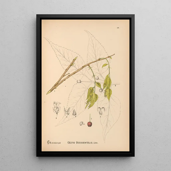 Charles Frederick Millspaugh - Medicinal Plants Pl049.webp