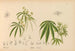 Geneeskrachtige planten Pl051 - Charles Frederick Millspaugh — weergave van het kunstwerk