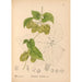 Geneeskrachtige planten Pl052 - Charles Frederick Millspaugh — weergave van het kunstwerk