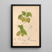 Geneeskrachtige planten Pl052 - Charles Frederick Millspaugh — ingelijst kunstwerk aan de muur