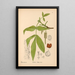 Reproductie van het schilderij Geneeskrachtige planten Pl054 - Charles Frederick Millspaugh
