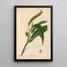 Reproductie van het schilderij Geneeskrachtige planten Pl056 - Charles Frederick Millspaugh