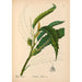 Reproductie van het schilderij Geneeskrachtige planten Pl056 - Charles Frederick Millspaugh