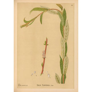 Charles Frederick Millspaugh - Medicinal Plants Pl059.webp