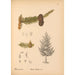 Reproductie van het schilderij Geneeskrachtige planten Pl061 - Charles Frederick Millspaugh