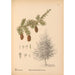 Planten medicinale Pl062 - Charles Frederick Millspaugh — weergave van het kunstwerk