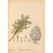 Reproductie van het schilderij Geneeskrachtige planten Pl064 - Charles Frederick Millspaugh