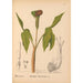Geneeskrachtige planten Pl065 - Charles Frederick Millspaugh — weergave van het kunstwerk