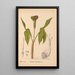 Geneeskrachtige planten Pl065 - Charles Frederick Millspaugh — ingelijst kunstwerk aan de muur