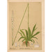 Geneeskrachtige planten Pl071 - Charles Frederick Millspaugh — weergave van het kunstwerk