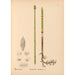 Reproductie van het schilderij Plantenmedicinale Schilderij Pl079 - Charles Frederick Millspaugh