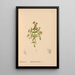 Reproductie van het schilderij Plantenmedicinale Schilderij Pl081 - Charles Frederick Millspaugh