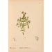 Reproductie van het schilderij Plantenmedicinale Schilderij Pl081 - Charles Frederick Millspaugh