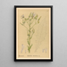 Reproductie van het schilderij Geneeskrachtige planten Pl084 - Charles Frederick Millspaugh