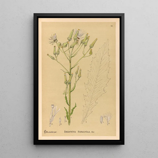 Charles Frederick Millspaugh - Medicinal Plants Pl084.webp