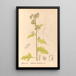 Charles Frederick Millspaugh - Medicinal Plants Pl088.webp