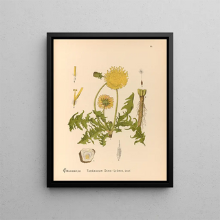 Charles Frederick Millspaugh - Medicinal Plants Pl089.webp