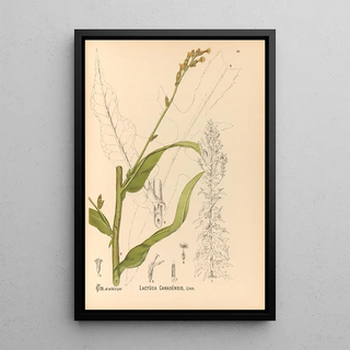 Charles Frederick Millspaugh - Medicinal Plants Pl090.webp